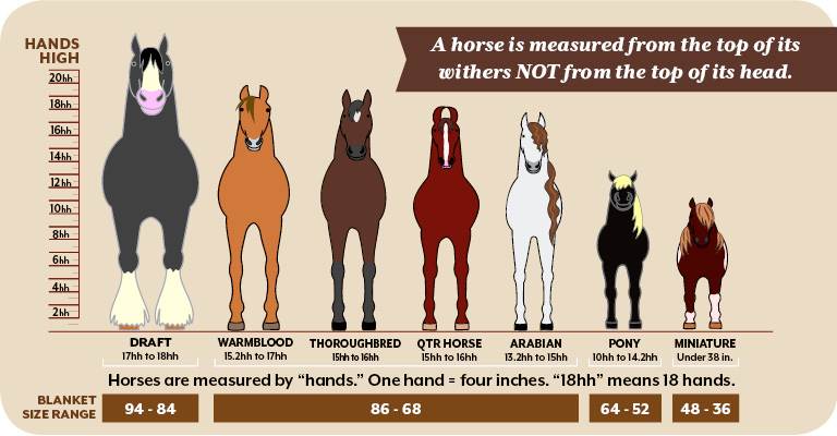 Horse Height Conversion Chart